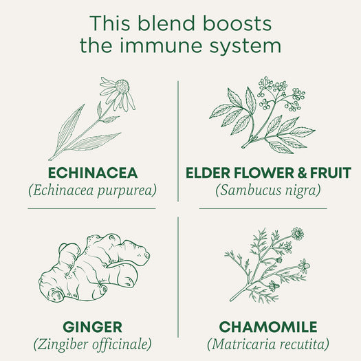 This blend boots the immune system. Echinacea (Echinacea purpurea). Elder Flower & Fruit (Sambucus nigra). Ginger (Zingiber officinale). Chamomile (Matricaria recutita)