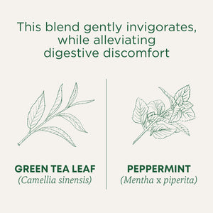 This blend gently invigorates while alleviating digestive discomfort. Green Tea Leaf (Camellia sinensis). Peppermint (Mentha x piperita)