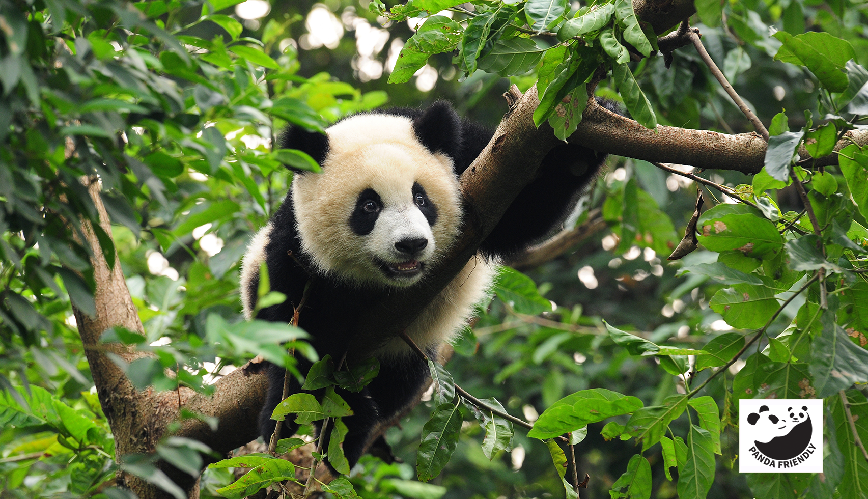 Panda climbing tree